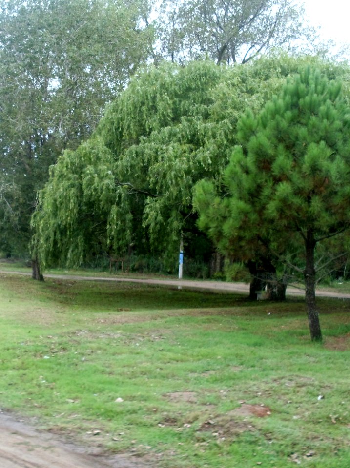 Arboles del camino