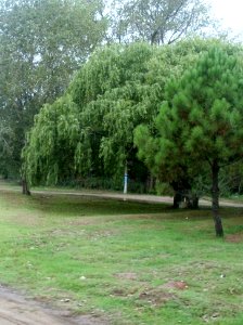 Arboles del camino photo