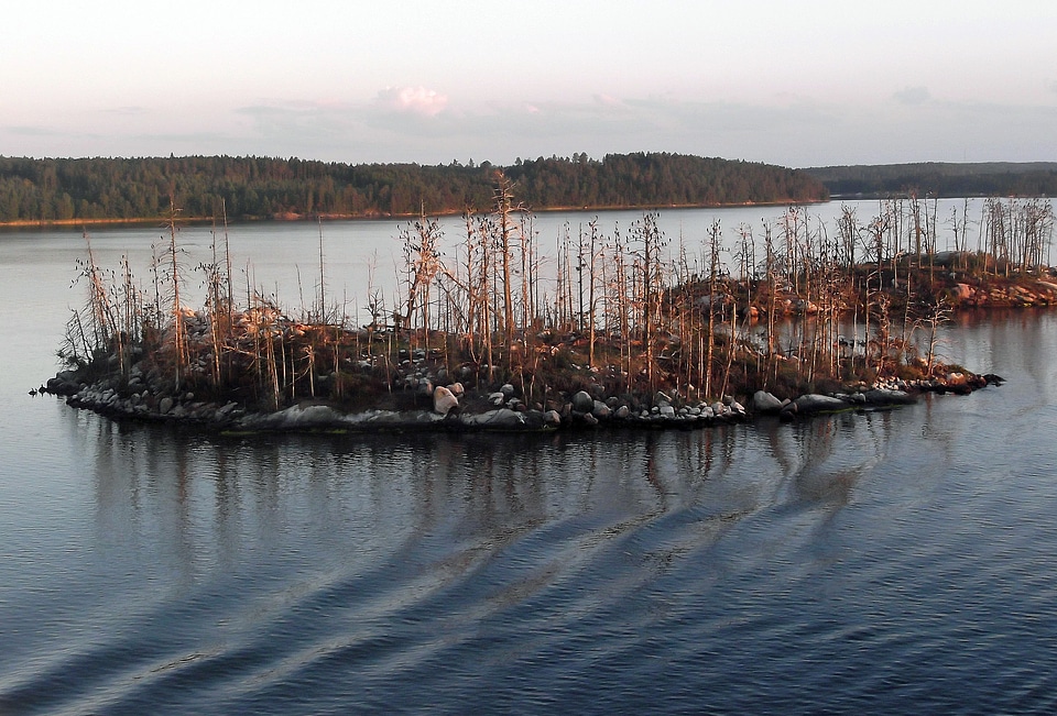 Bald trees waldsterben baltic sea