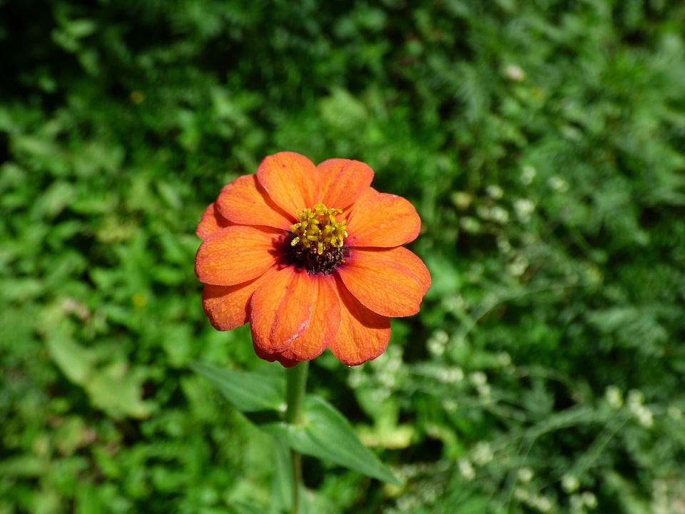 Orange daisy orange wild flower mountain daisy