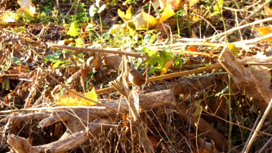 Troglodytes troglodytes