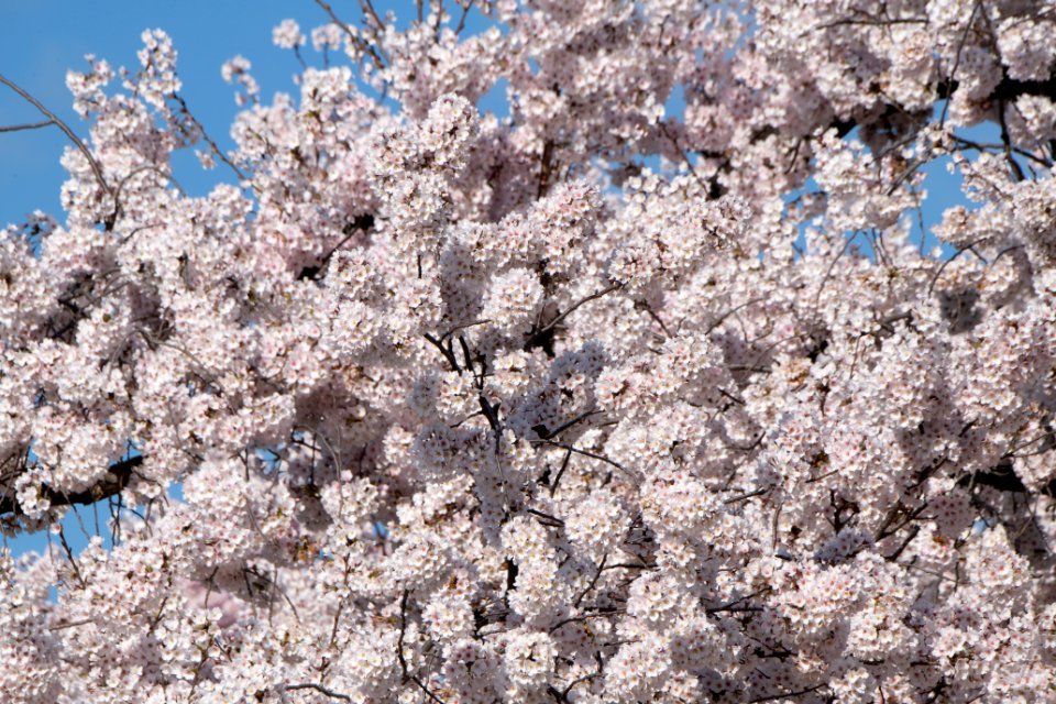 20190401-FS-CherryBlossoms-LSC-027