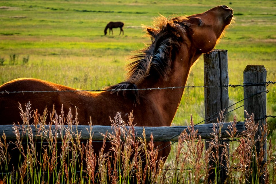 20180710-FS-Beaverhead-PJK-1755