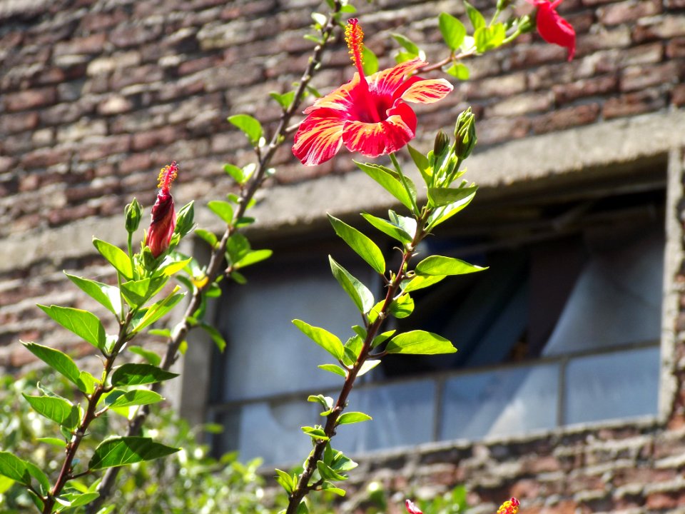 Rosa china y ciudad