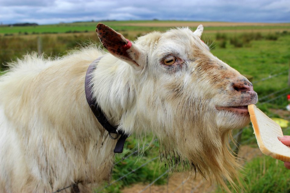 goat-4