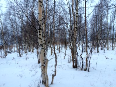 20160124 115837061 iOS