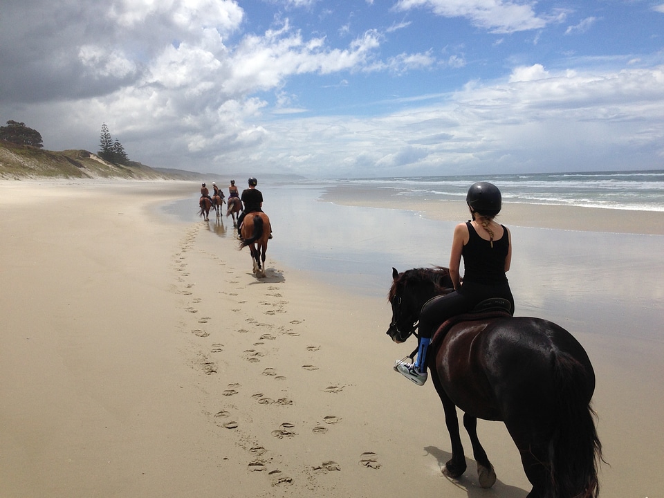 Ocean sea horse riding