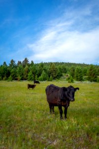 20180710-FS-Beaverhead-PJK-2310