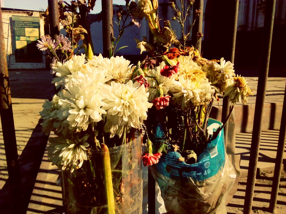Flores marchitándose