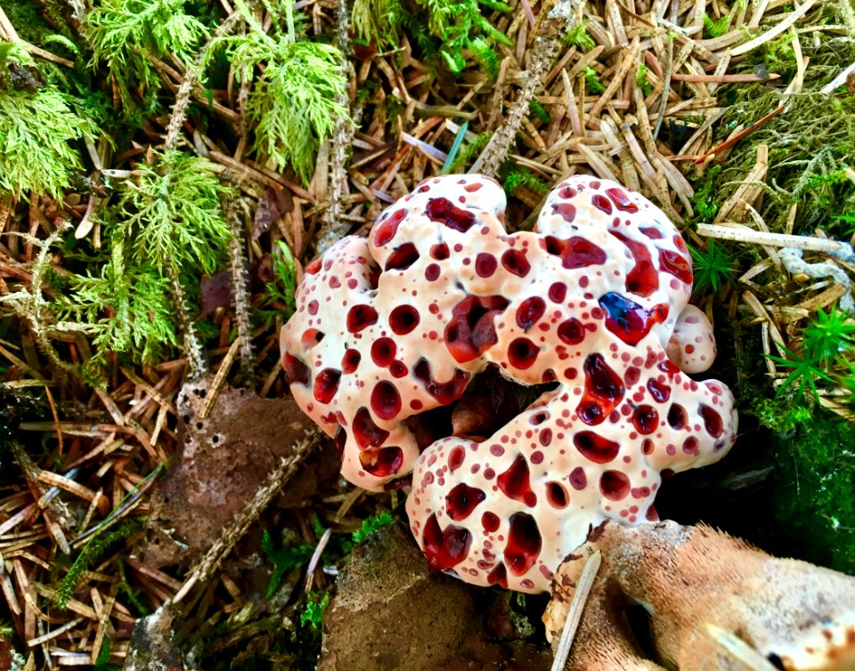 20191104-FS-Tongass-ADP-001