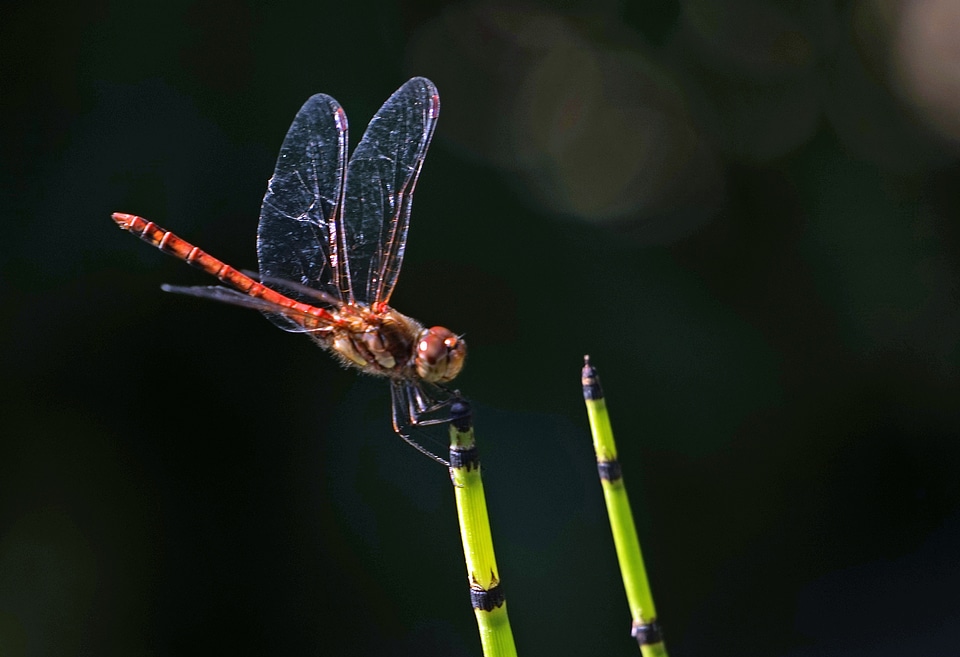 Wing transparent flight insect