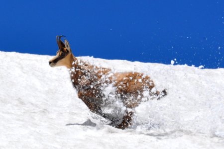 Bip bip le Chamois!