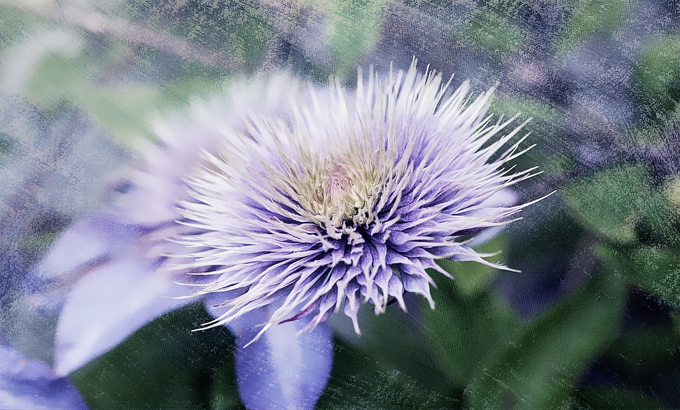 Bloom plant violet