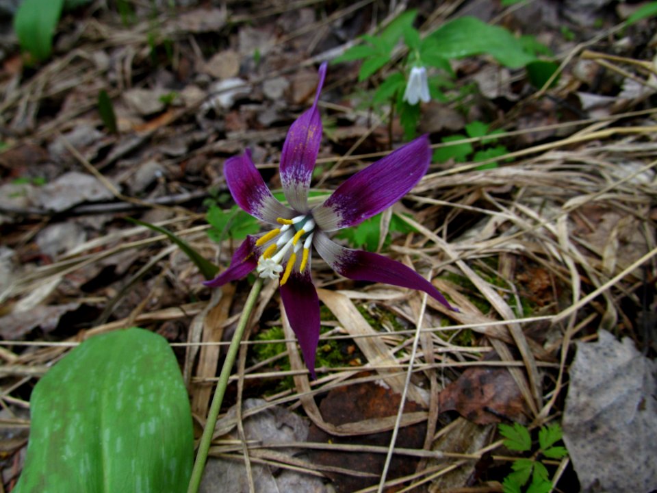 Erythronium sibiricum