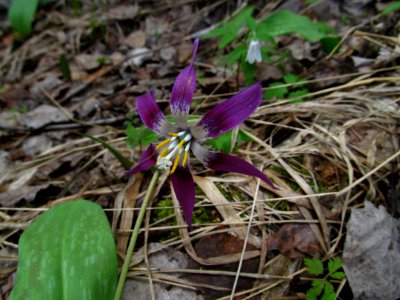 Erythronium sibiricum