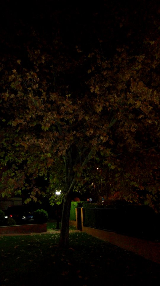 Arbol nocturno (2)