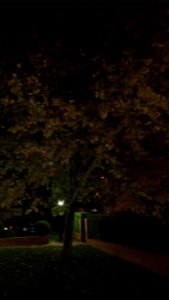 Arbol nocturno (2)