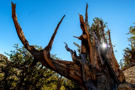 20181019-FS-Inyo-CMR-010