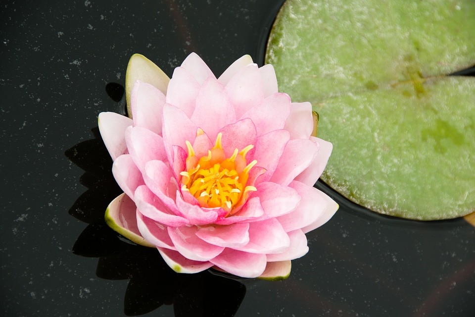 Water lily nature pond