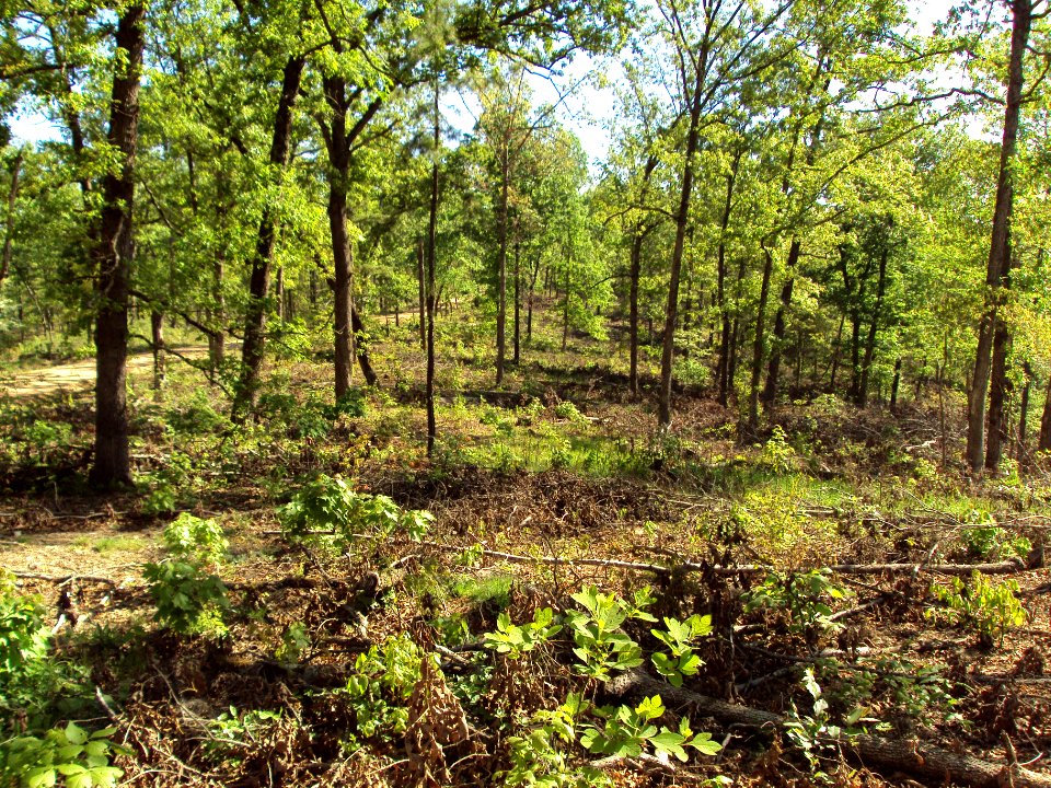 20120406-FS-MarkTwain-MS-001
