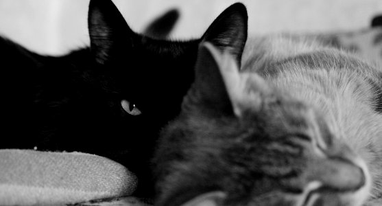 Two cats photo