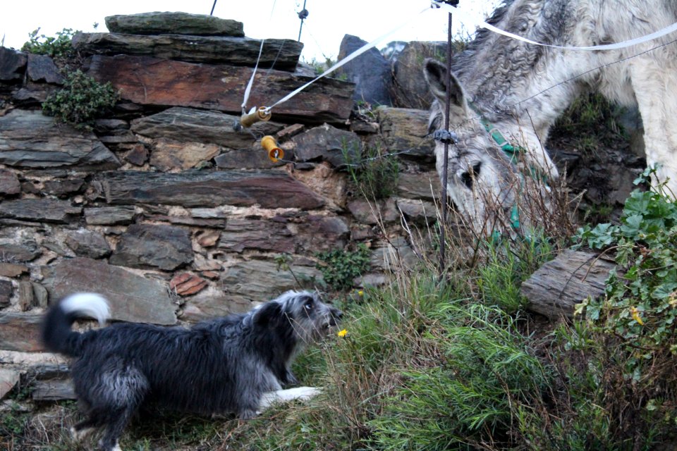 Animales en el bosque