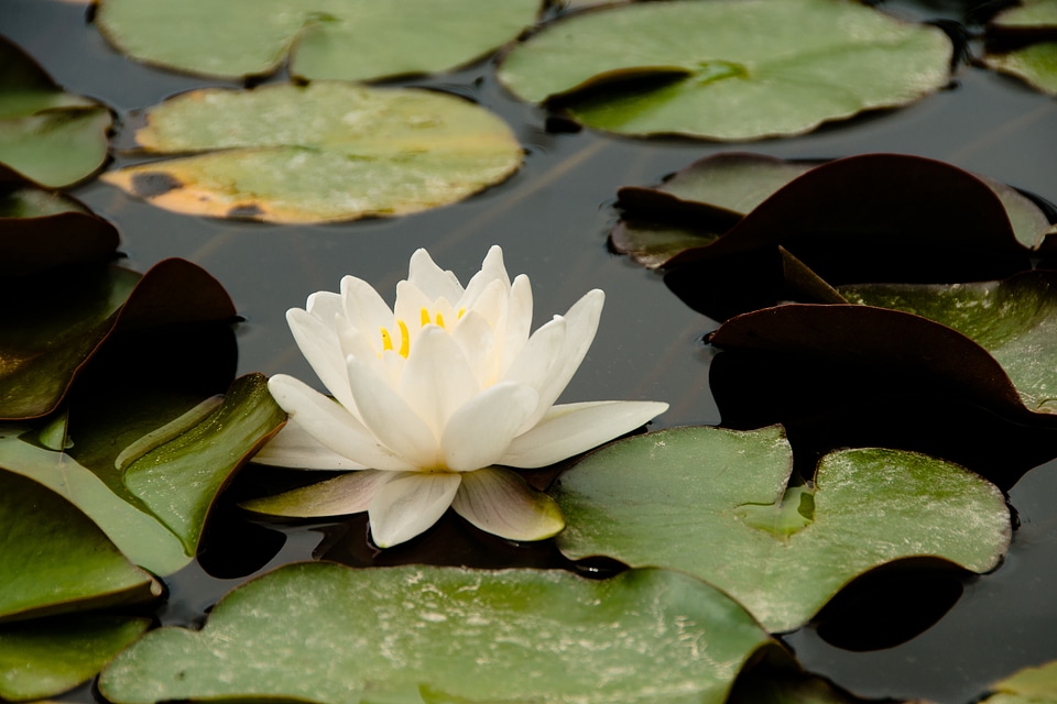 Water lily nature pond