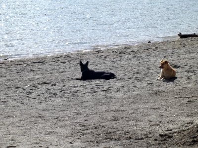 Perros en el Lago