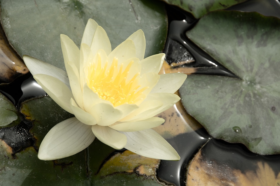 Water lily nature pond