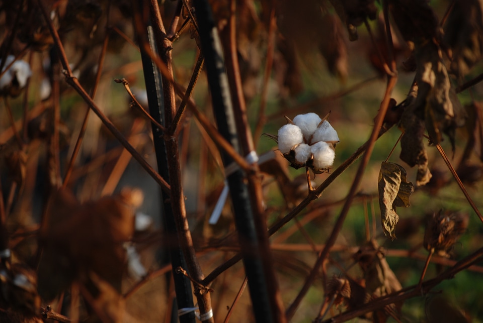Cotton flowers cotton flower