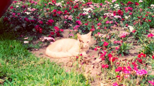 Bed of flowers photo
