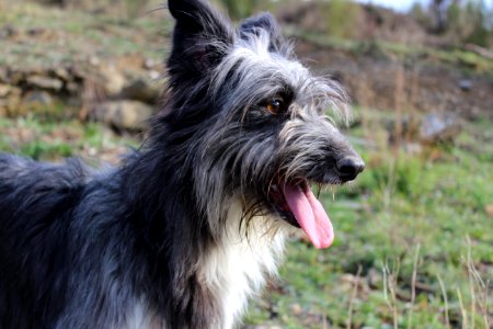 Animals in the forest. Donkey, Dogs and fly.