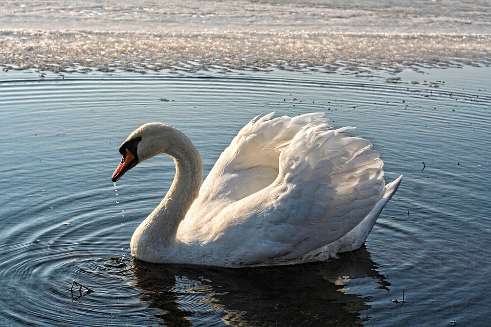Ice spring bird