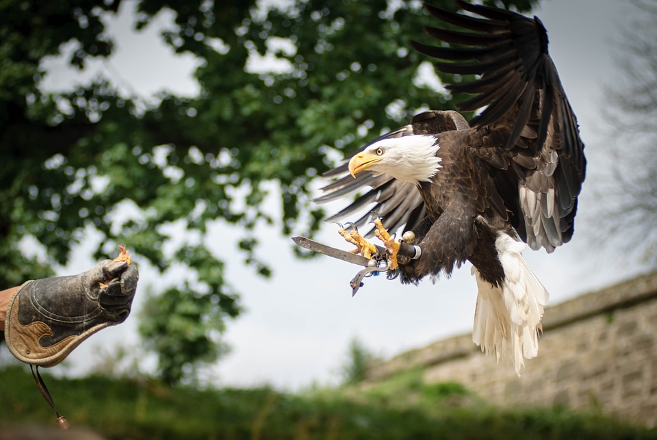 Glove bird of prey white tailed eagle