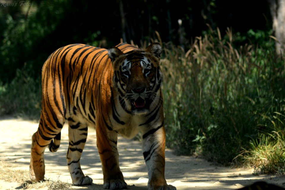 Royal Bengal Tiger