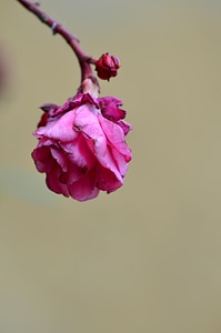 Pink flower garden plant