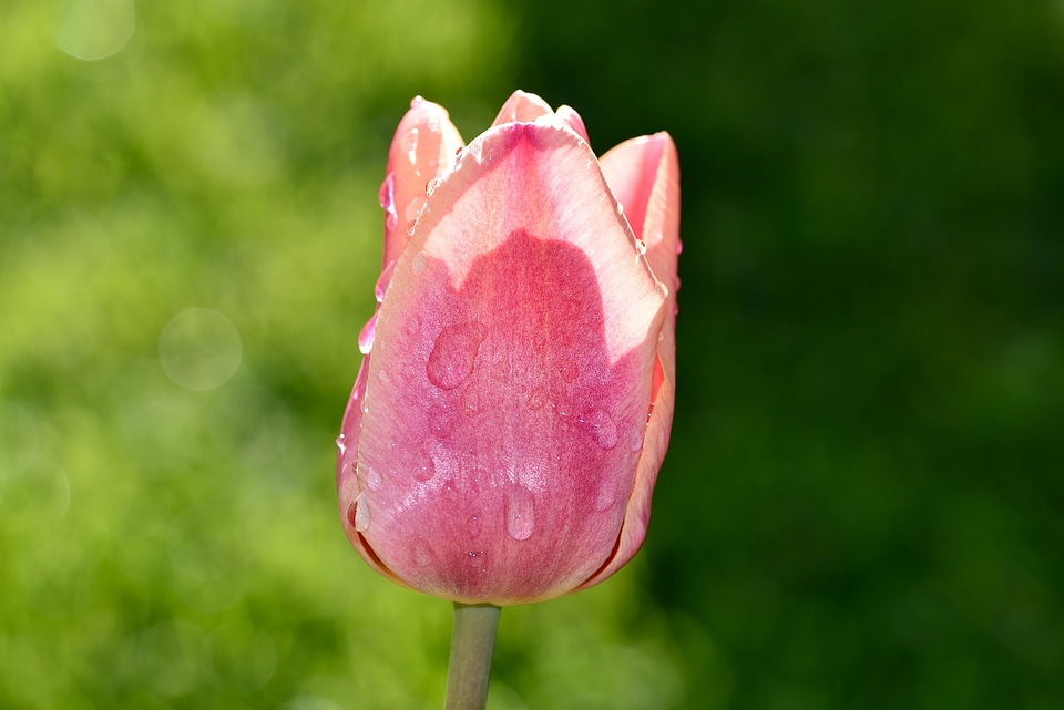 Bloom drop of water schnittblume