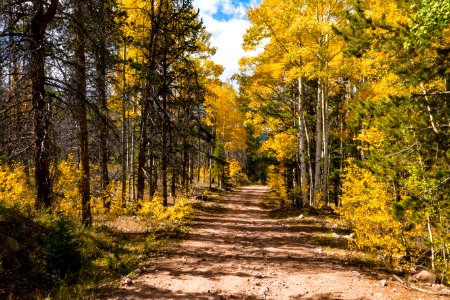 20200615-FS-Ashley-aspens 01