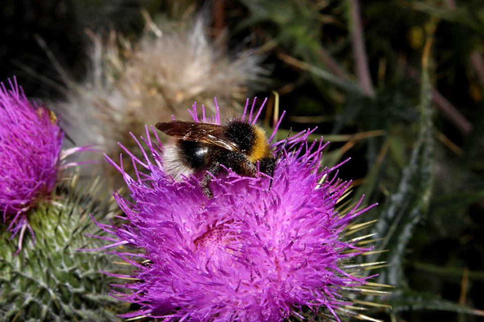 bees