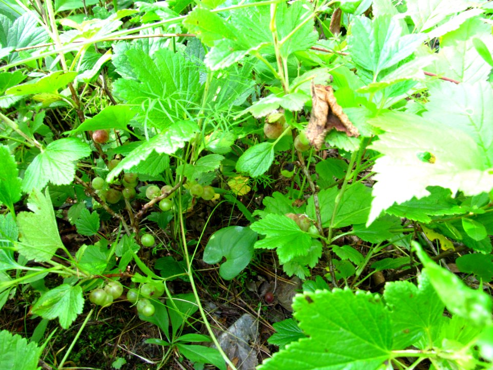 Ribes procumbens