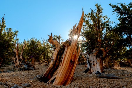20181019-FS-Inyo-CMR-021