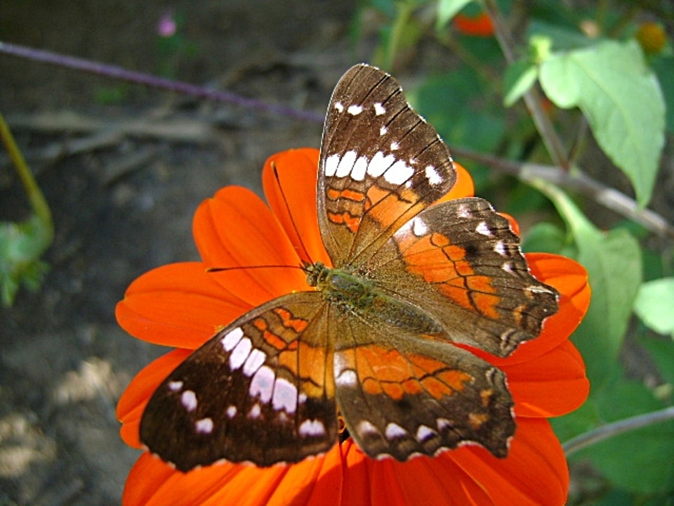 Butterfly flower red
