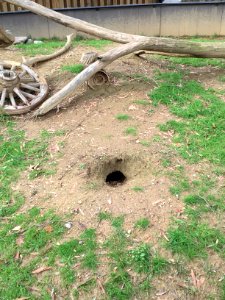 Prairie dog burrow