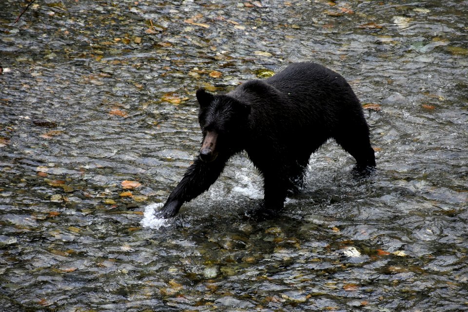 180823-fs-tongass-par-167 44326795971 o