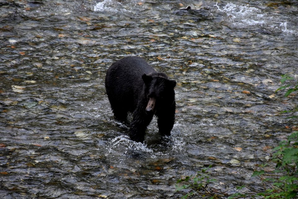 180823-fs-tongass-par-159 44326800621 o