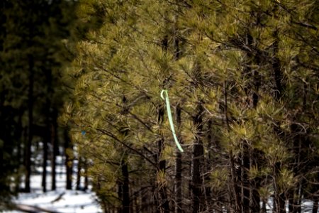 20181204-fs-kaibab-lsc-0021 47095516072 o
