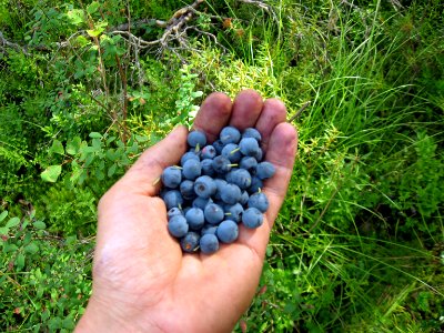 Kveldet