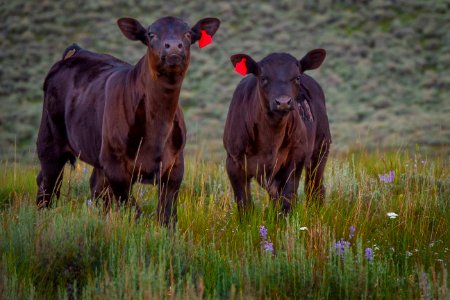20180710-FS-Beaverhead-PJK-1502