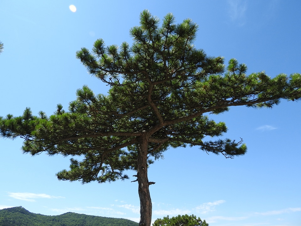 Pine conifer tree