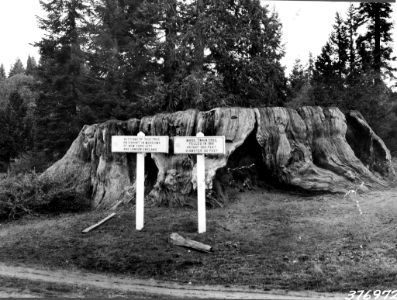 19361016-FS-Sequoia-WHM-376972